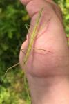 Clonopsis gallica