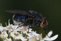 Calliphora vomitoria