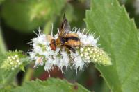 Ectophasia crassipennis