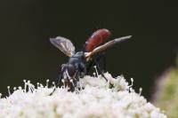 Cylindromyia bicolor