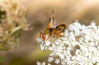 Ectophasia crassipennis