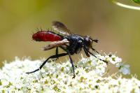 Cylindromyia bicolor