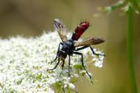 Cylindromyia bicolor
