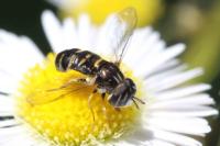 Paragus quadrifasciatus