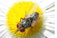 Miltogramma oestracea