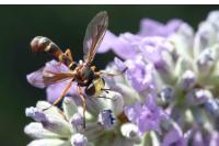 Physocephala vittata