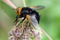 Tachina grossa