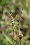 Mantis religiosa
