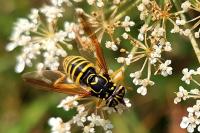 Spilomyia saltuum