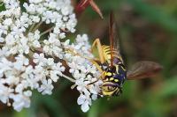 Spilomyia saltuum