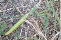 Mantis religiosa