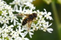 Eristalis pertinax