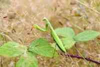 Mantis religiosa
