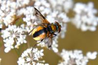 Ectophasia crassipennis