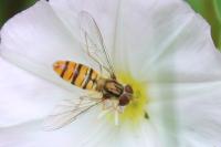 Episyrphus balteatus