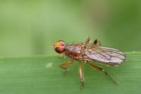 Norellisoma spinimanum