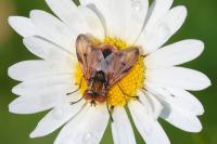 Ectophasia crassipennis