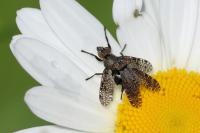 Platystoma seminationis