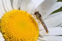 Sphaerophoria scripta