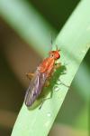 Tetanocera