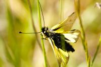 Libelloides coccajus