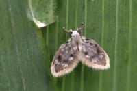 Panimerus albifacies