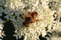 Eristalis tenax
