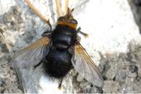 Tachina grossa