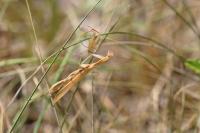 Mantis religiosa