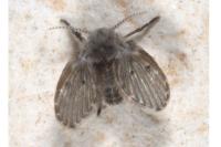 Clogmia albipunctata