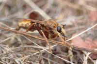 Asilus crabroniformis