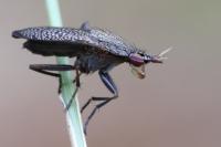 Coremacera marginata
