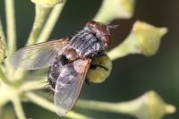 Pseudogonia parisiaca