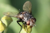 Pseudogonia parisiaca