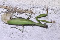 Mantis religiosa
