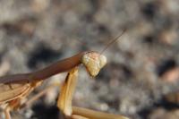 Mantis religiosa