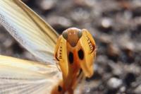 Mantis religiosa