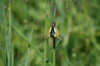 Libelloides coccajus