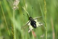 Libelloides coccajus