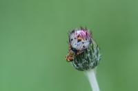 Ectophasia crassipennis