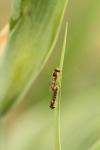 Sphaerophoria scripta