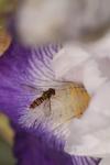 Episyrphus balteatus