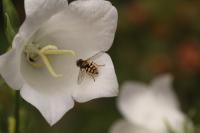 Eupeodes corollae