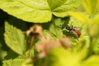 Cylindromyia bicolor