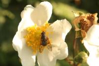 Ferdinandea cuprea