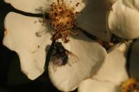Pollenia amentaria