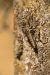 Eutolmus rufibarbis