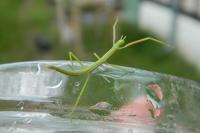 Clonopsis gallica