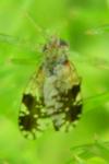 Tephritis neesii