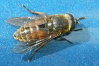 Tabanus bovinus